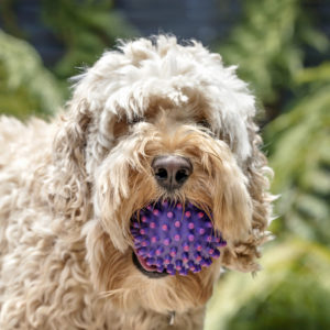 Drug to Extend Dogs’ Lives May Be on the Horizon