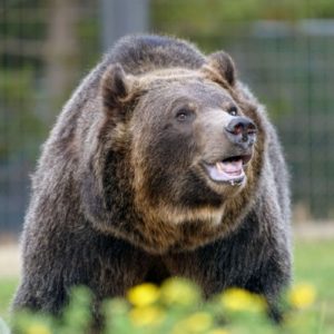 The Left Stands With Bears, Not Men
