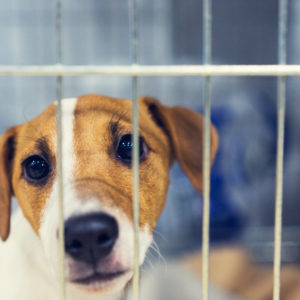 War on Dog Breeding Punishes Responsible Breeders