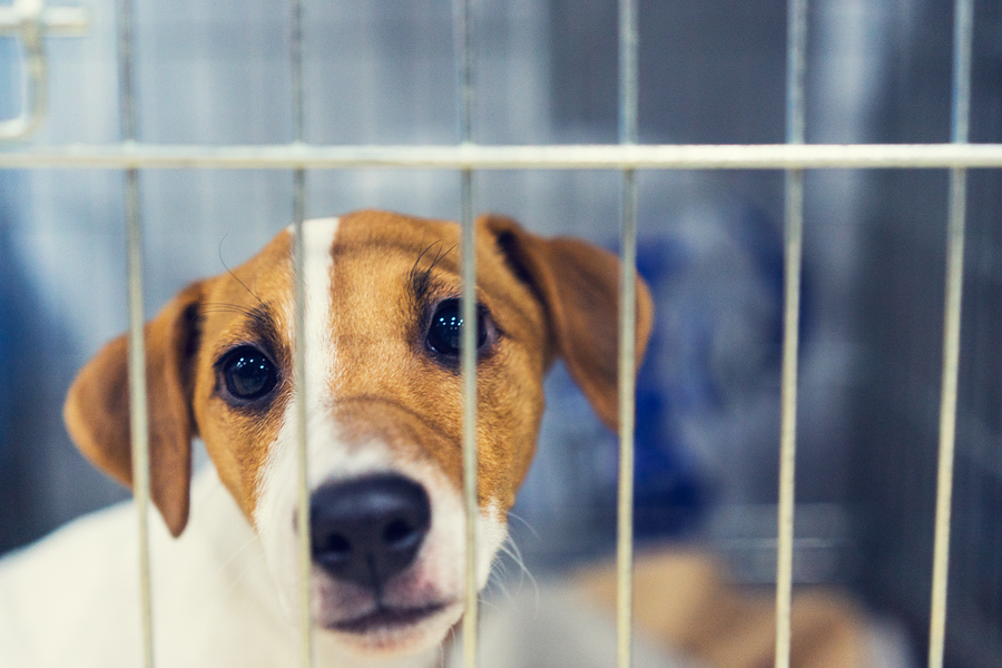 Rescue Dog or Trafficking Victim?