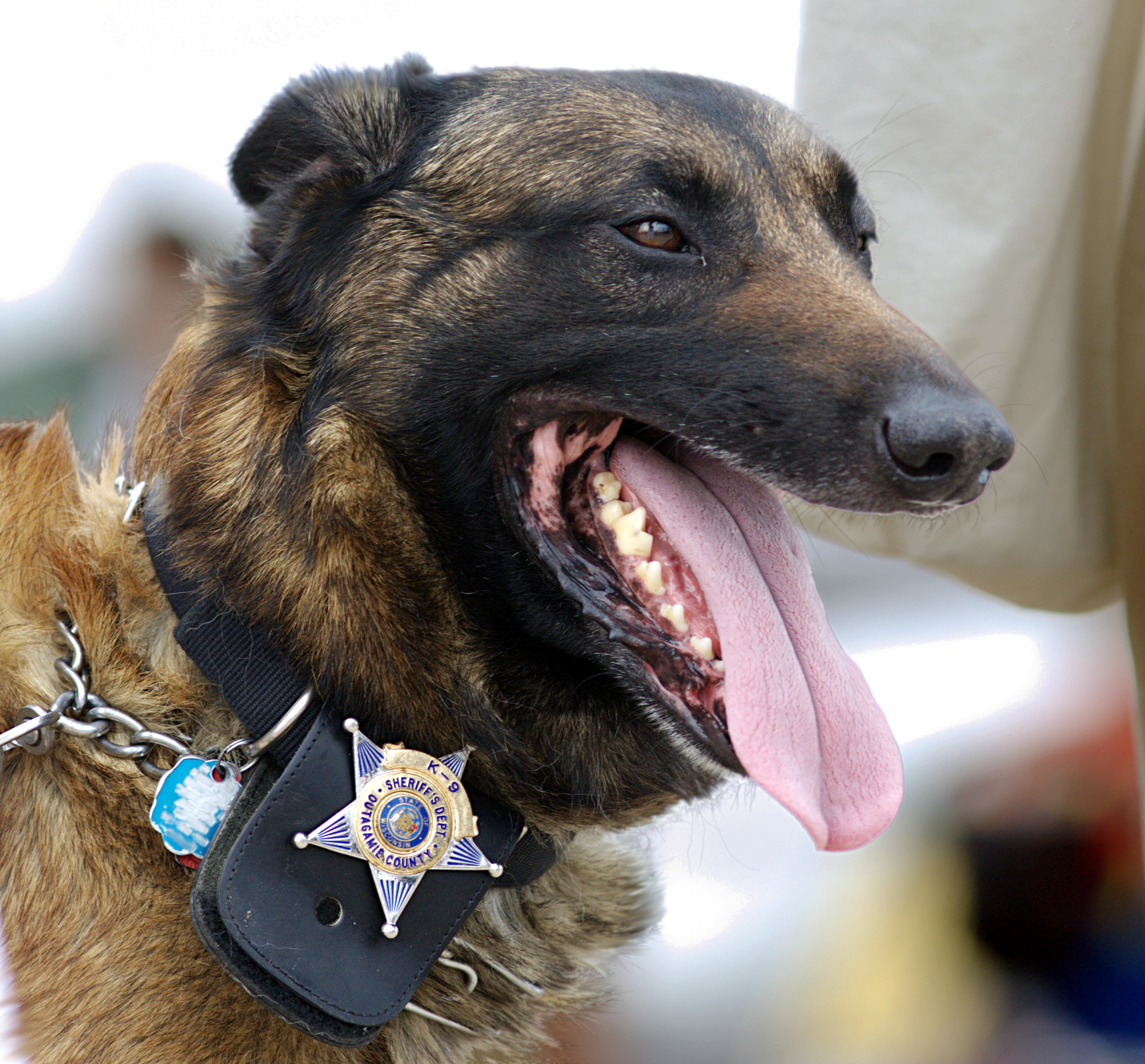 Police Dogs, the Silent Victims of 4th Amendment Abuse
