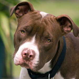Extremists Ramp up Efforts to Criminalize Dog Breeding