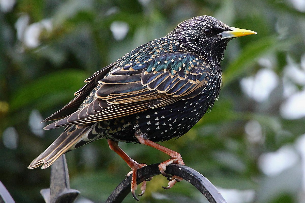 HOLY COW! HISTORY: The Birds That Don’t Belong Here