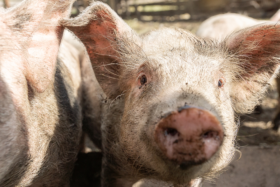 Animal Welfare Advocates Should Learn From Hog Farming Case