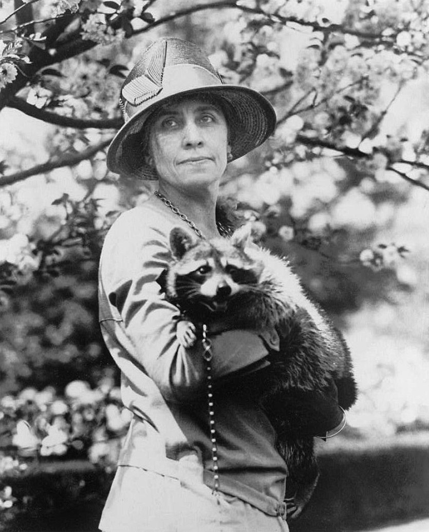 HOLY COW! HISTORY: Cal Coolidge’s Crazy Coon