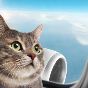 Let’s Fly That Cat Airline!