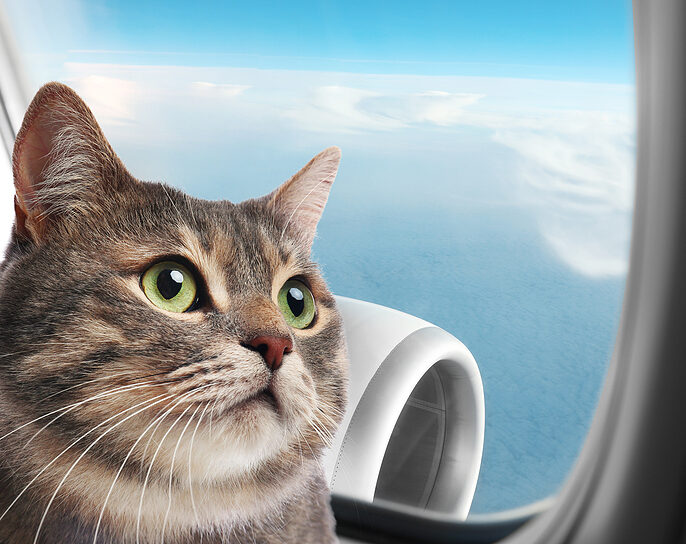 Let’s Fly That Cat Airline! – DC Journal - InsideSources