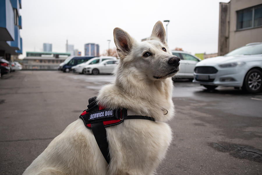 Congress Should Throw Service Dog Programs a Bone