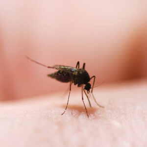 At Little Cost, a Proven Weapon Against Malaria