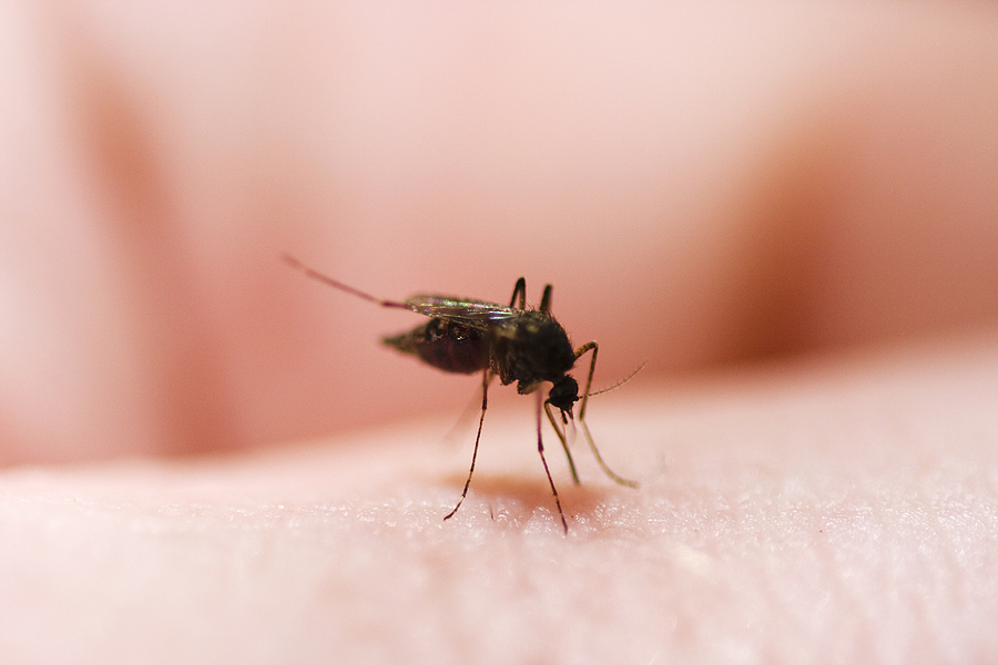 At Little Cost, a Proven Weapon Against Malaria