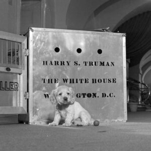 HOLY COW! HISTORY: Harry Truman—Dog Hater?
