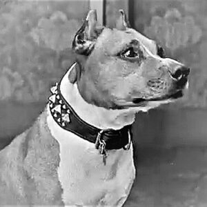 HOLY COW! HISTORY: Hollywood’s First Canine Star