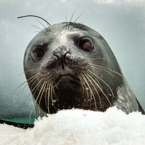 Alaska Court: Climate Change Can’t Justify Giant Habitat for Seals
